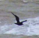 Great Skua