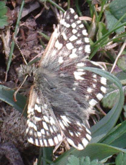 Grizzled Skipper