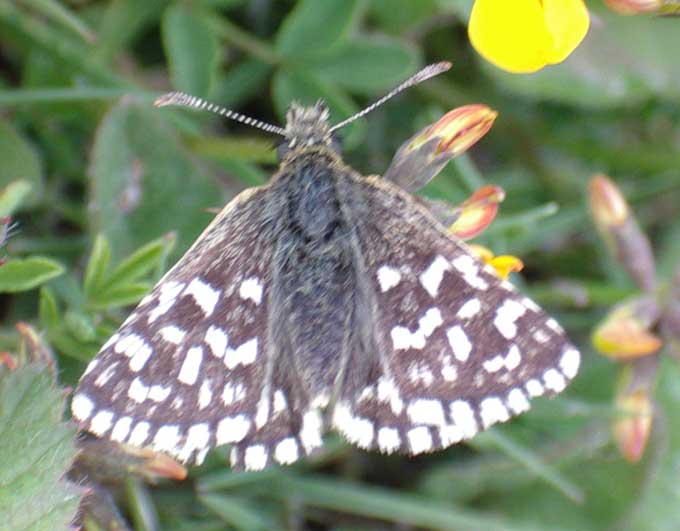 Grizzled Skipper