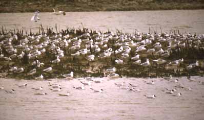 Gulls north of the Tollbridge (Photograph by Andy Horton)