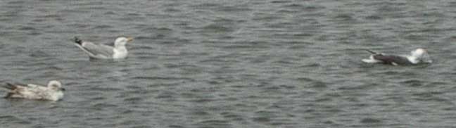 Gulls on Brooklands (Photograph by Andy Horton)