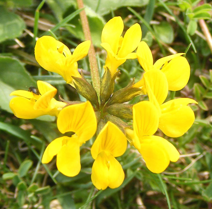 Horseshoe Vetch