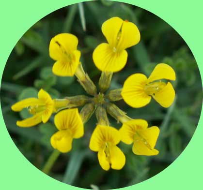 Horseshoe Vetch