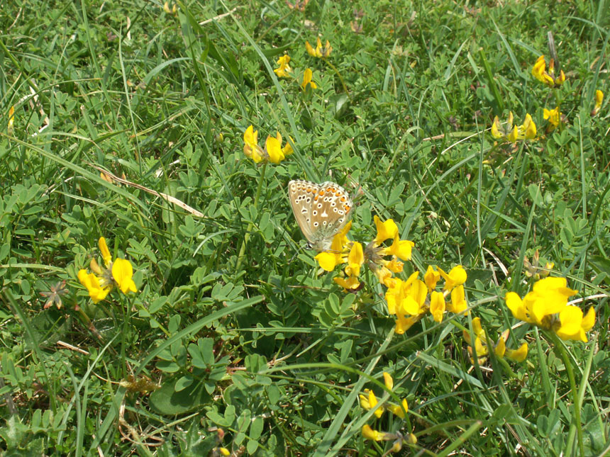 Adonis Blue on Horseshoe Vetch