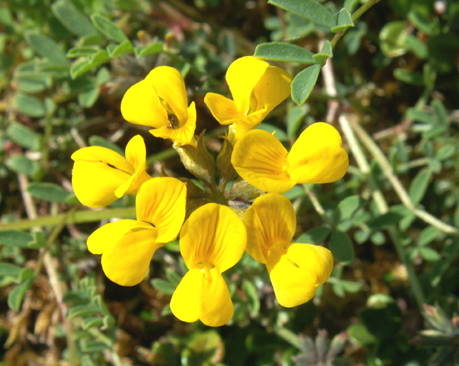 Horseshoe Vetch on Mill Hill