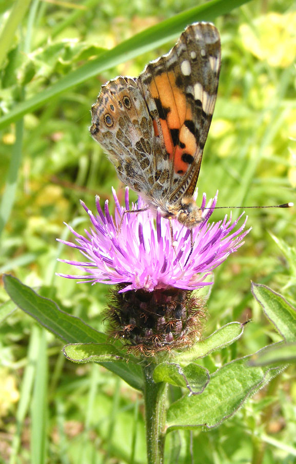 Painted Lady on a Hardhead