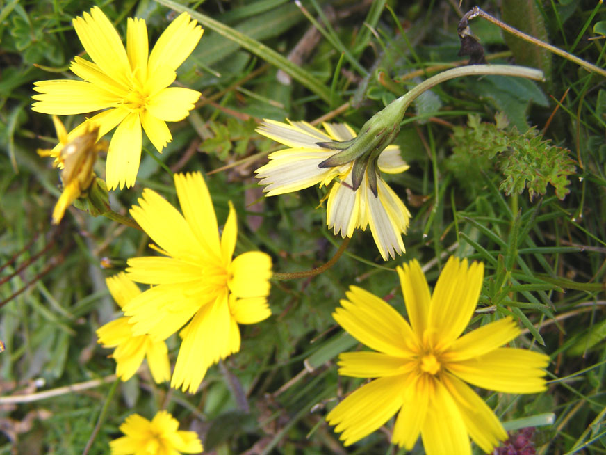 Autumnal Hawkbits