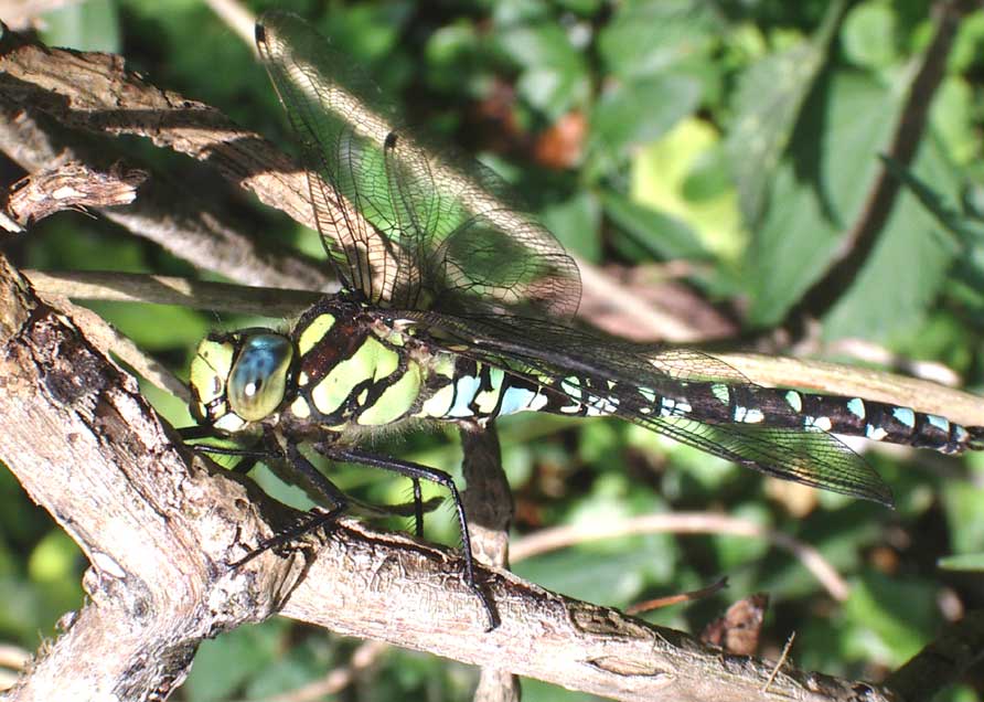 Hawker+dragonflies+uk