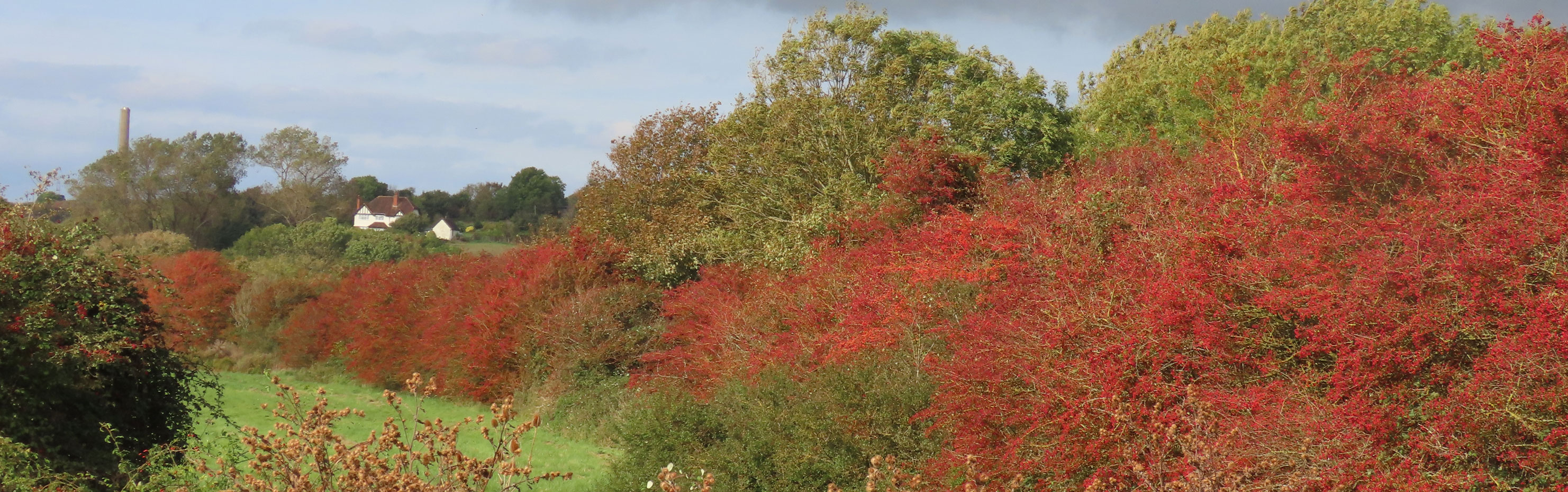 Haws at Old Shoreham