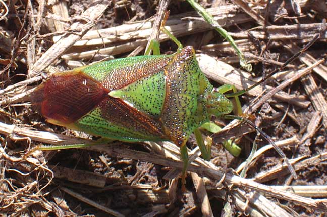 The Hawthorn Shield Bug settled on my bicycle parked underneath an Elderberry bush