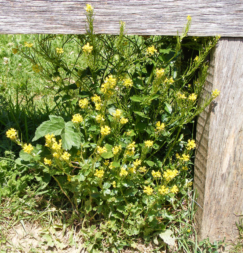 Hedge Mustard