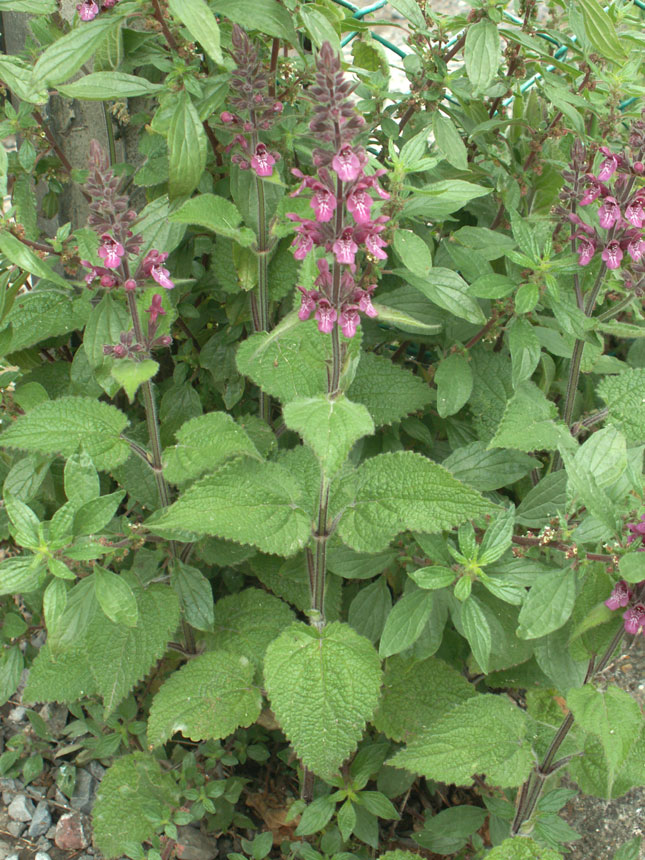 Hedge Woundwort