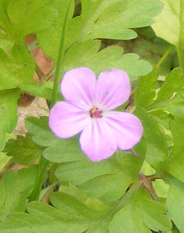 Herb Robert