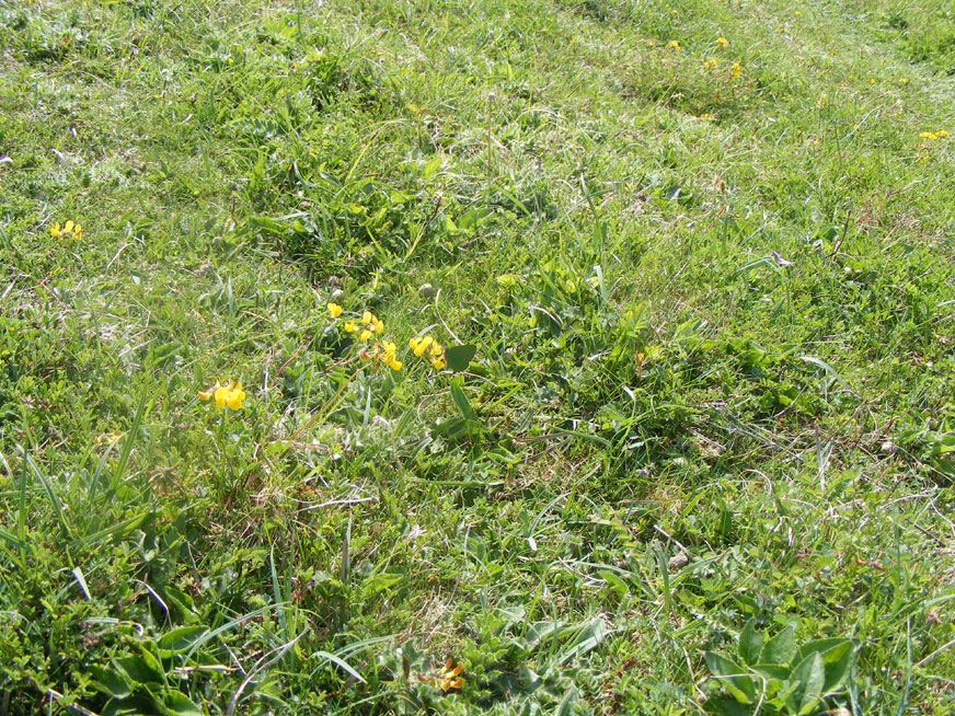 Spot the butterfly amongst the Horseshoe Vetch leaves