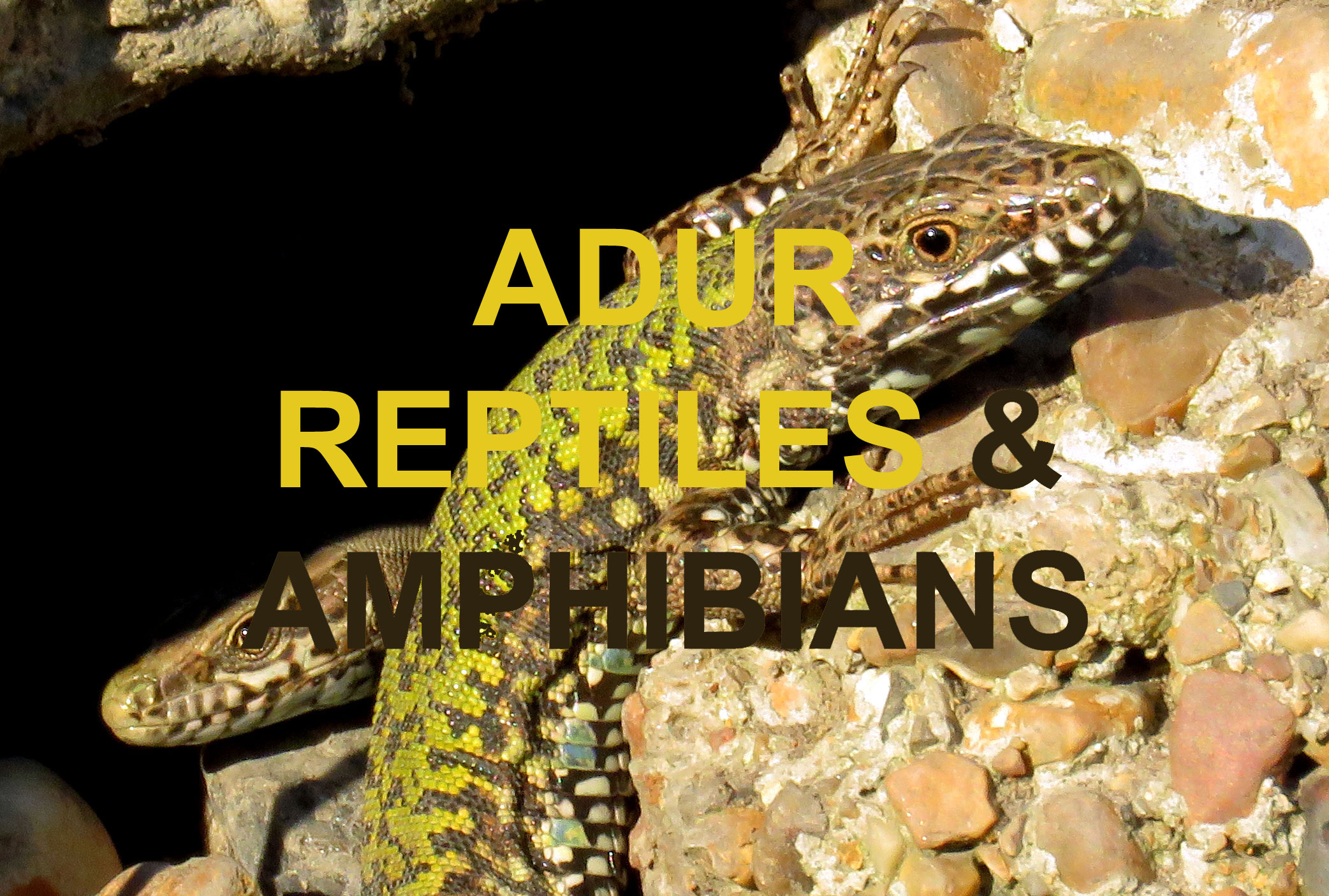 Adur Reptiles and Amphibians