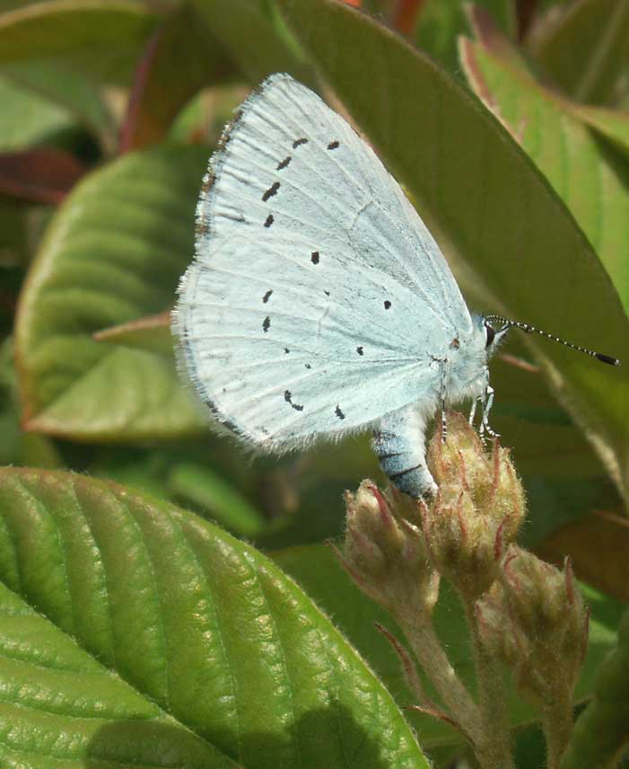 Holly Blue on Wayfaring