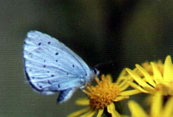 Holly Blue Butterfly (Photograph by Andy Horton)