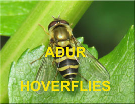 Adur Hoverflies