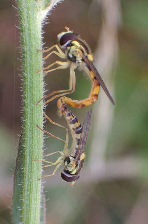 Hoverflies mating (click to link to the Hoverflies web pages)