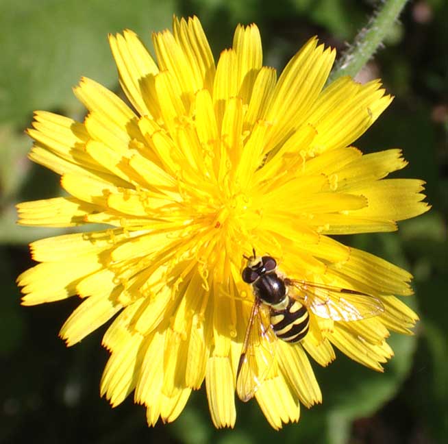 Small hoverfly taken somewhere along the path