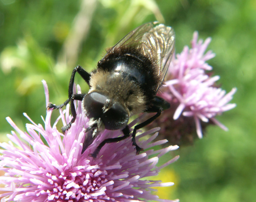 Volucella bombylans var. plumata