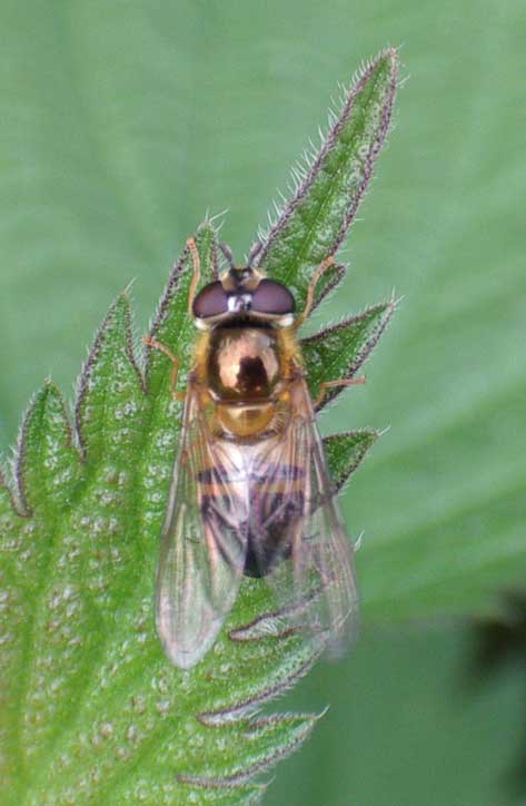 This is probably Eristalis tenax, the Drone Fly