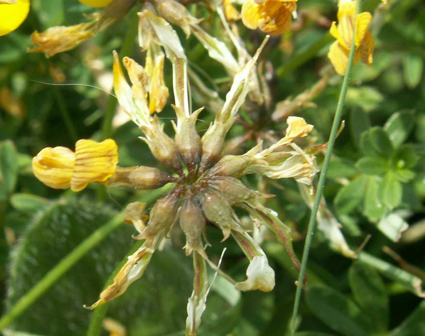 Horseshoe Vetch