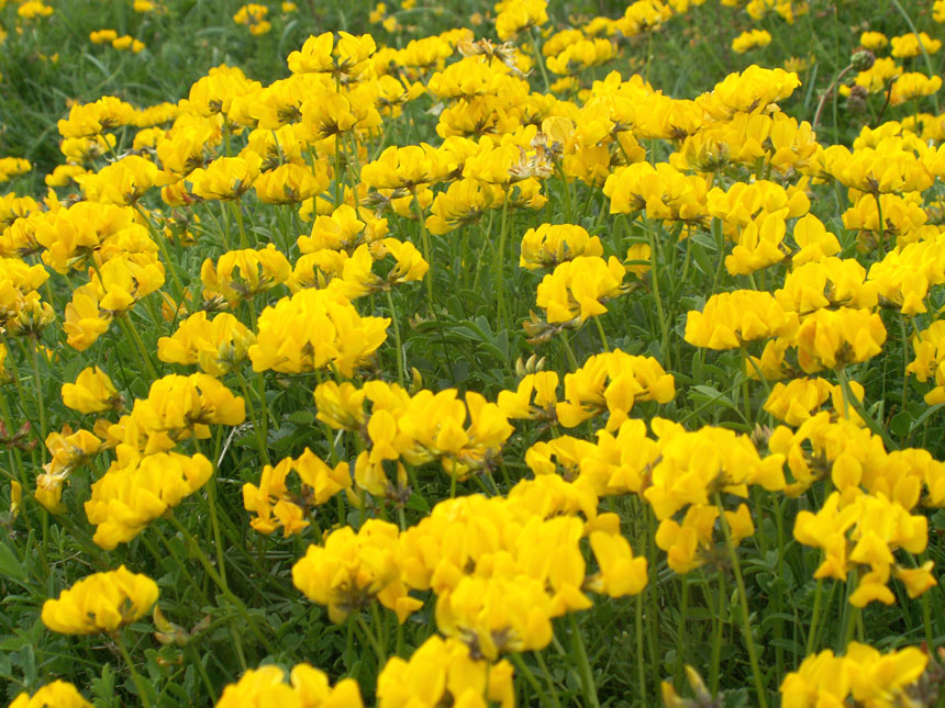 Horseshoe Vetch