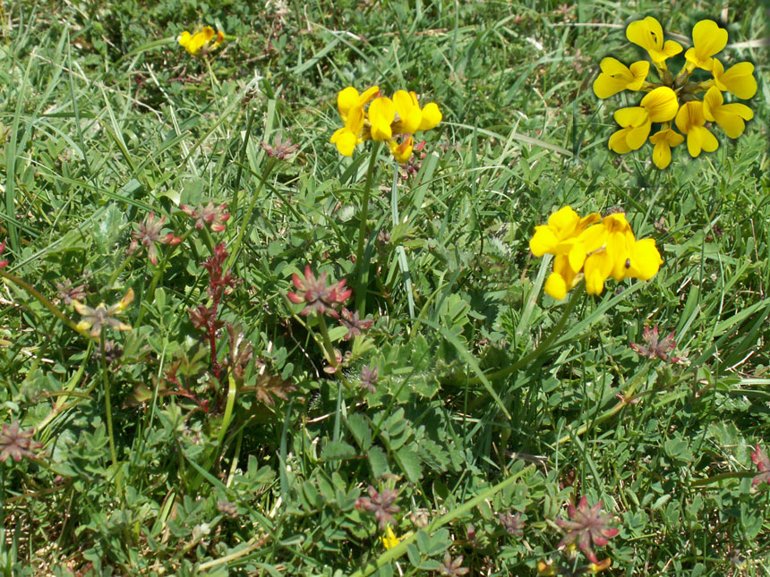 Horseshoe Vetch