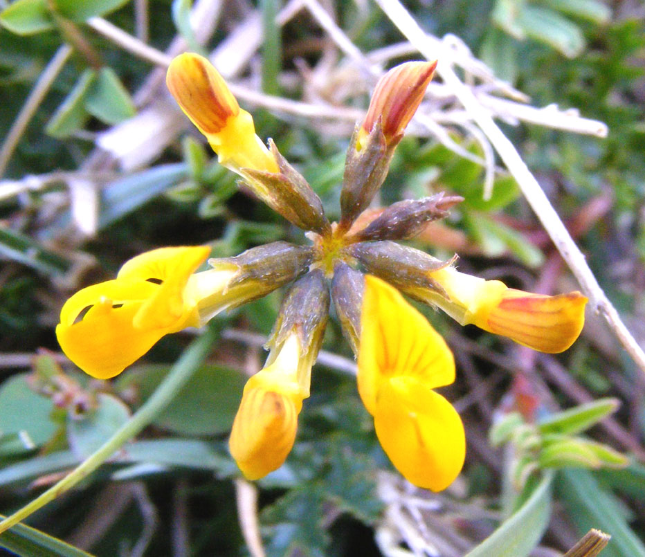 Horseshoe Vetch