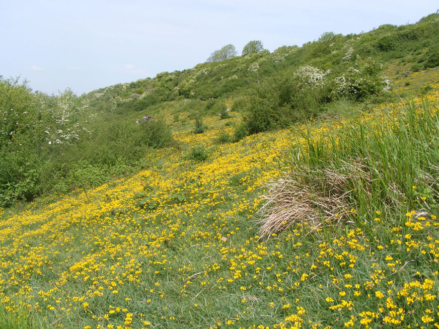 Horseshoe Vetch on Mill Hill