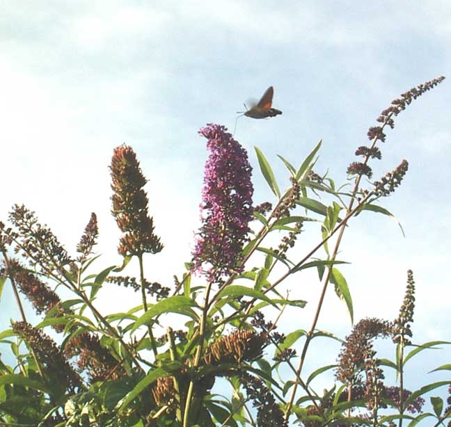 Hummingbird Hawk-moth feeding on Buddleia, 2004