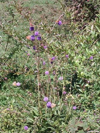 Devil's Bit Scabious plant (click for a larger image)