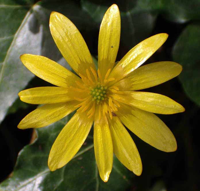 Lesser Celandine (Photograph by Andy Horton)