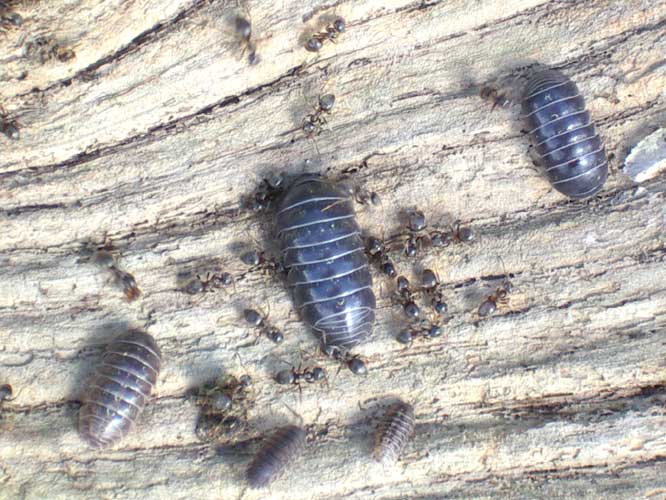 Pill Bugs and Black Ants