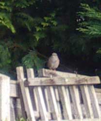 Not a juvenile Robin? more likely a Dunnock