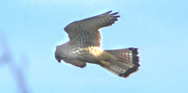 Hawk over Lancing Clump (Photograph by Brenda Collins, edited by Andy Horton)