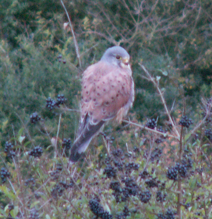 Kestrel