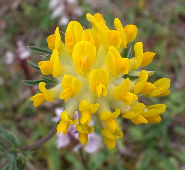 Kidney Vetch