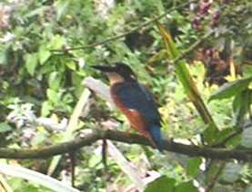 Kingfisher (Photograph by Roy Bratton)