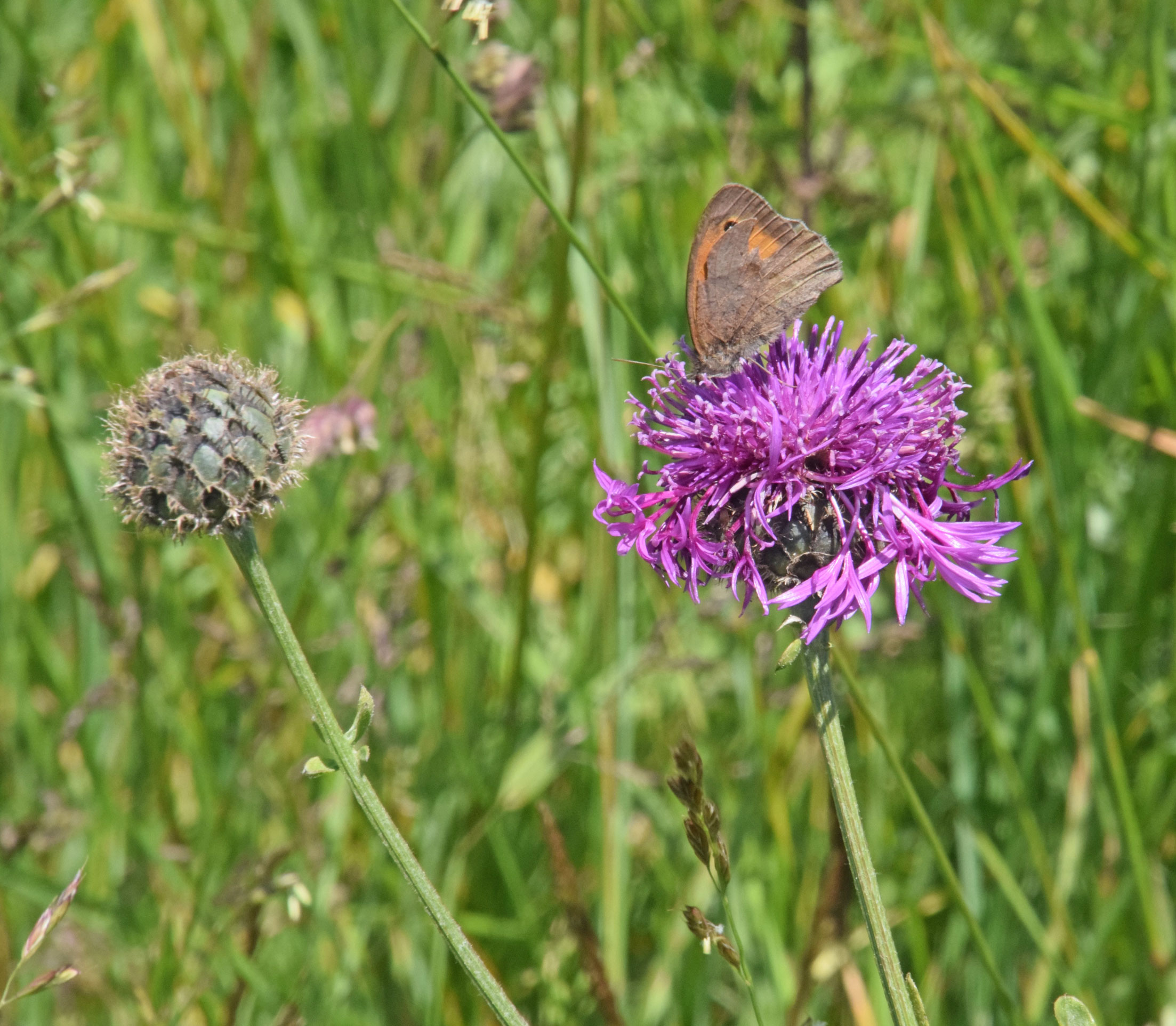 Meadow Brown on Greater Knapweed