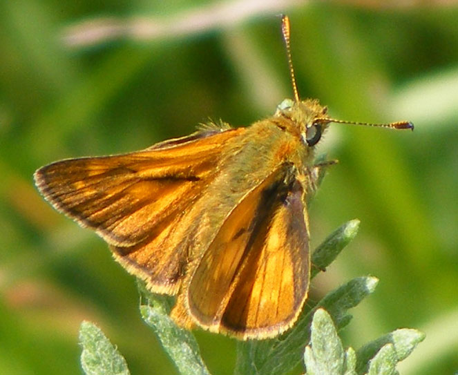 Large Skipper