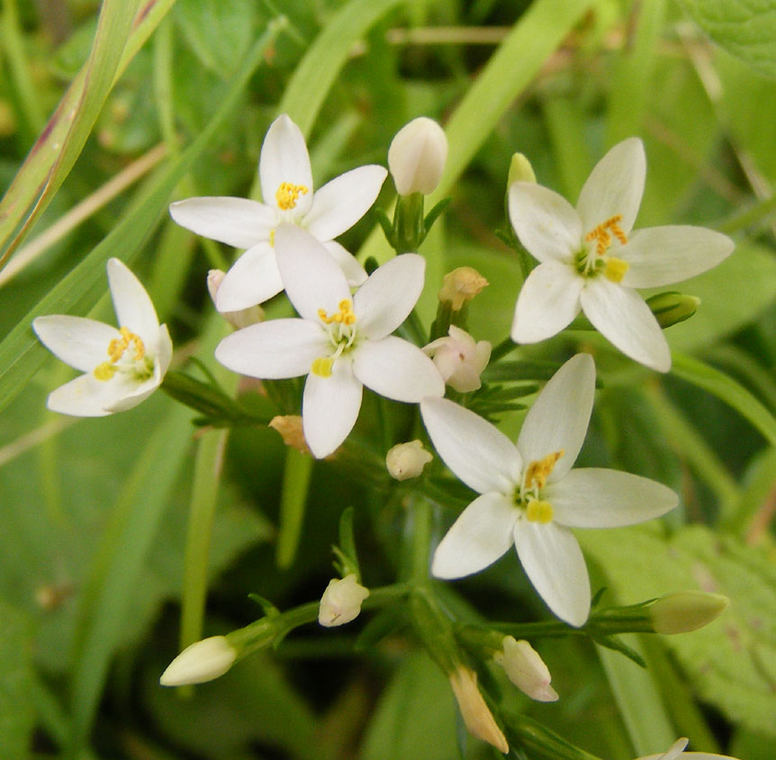 Lesser Centaury