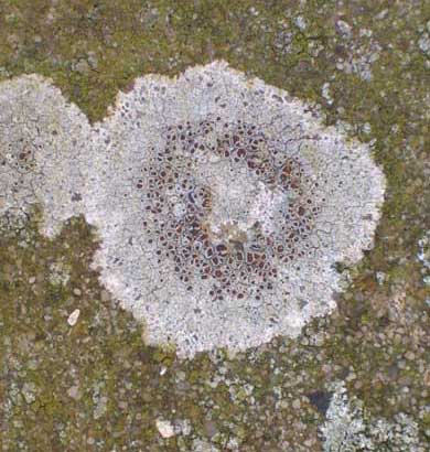 Lichen recorded on a concrete post on the extreme south-western boundary fence of Mill Hill