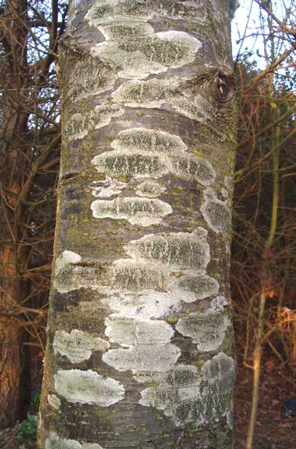 Lichens on Alder