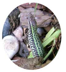 Wall Lizard (Photograph by Ray Hamblett)