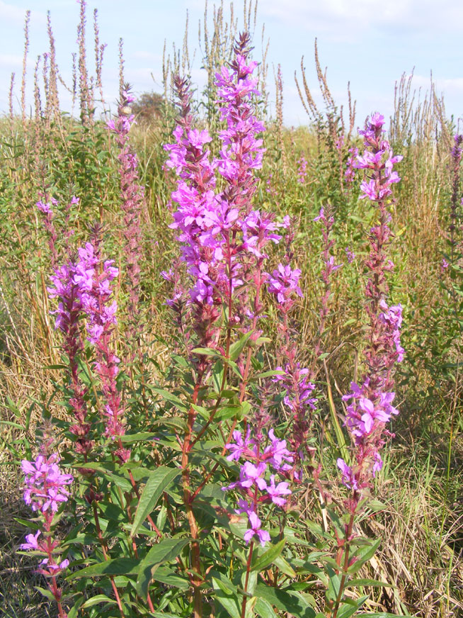 Purple Loosestrife by Lancing Ring Dewpond