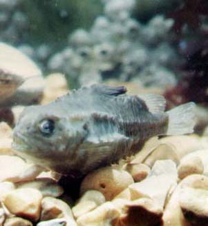 Juvenile Lumpsucker (Photograph by Andy Horton)