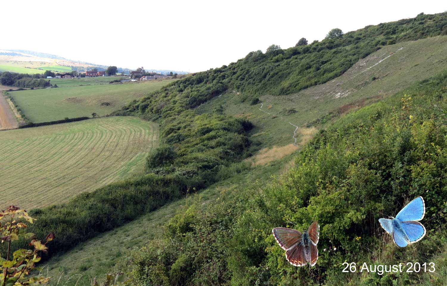 Mill Hill (with Adonis Blues)  Click on the image to find the location on a map via Flickr