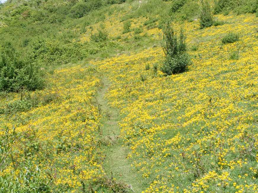 Horseshoe Vetch in flower on Mill Hill